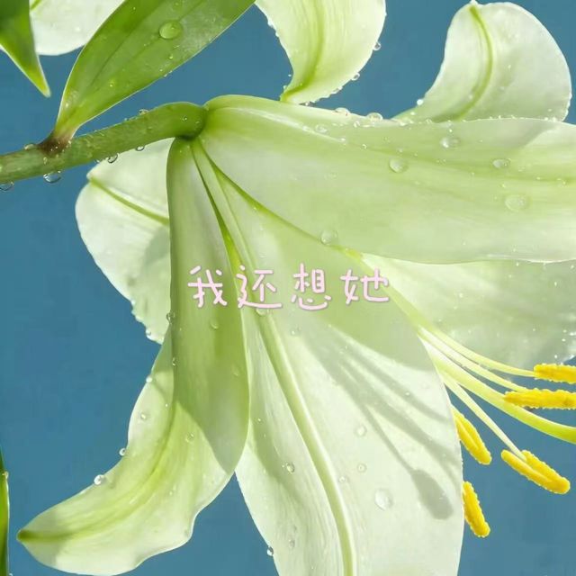 落日微笑 - '我还想她' [Ringtone]