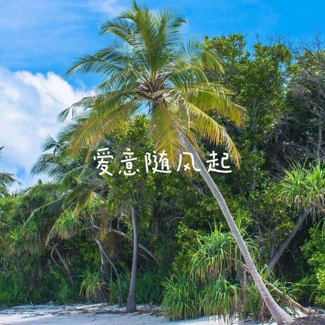 落日微笑 - '爱意随风起' [Ringtone]