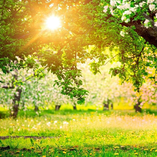 Aladu - 'Morning Sunlight' [Ringtone]