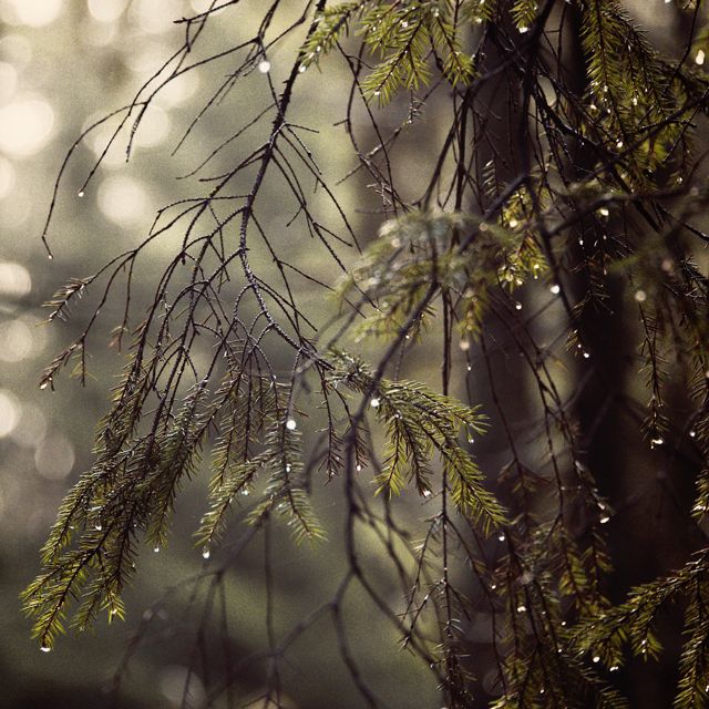 Cold Water - 'Rainfall' [Ringtone]