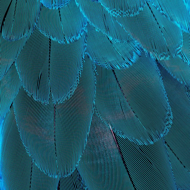 Macrogenre - 'Feathers Redraw' [Ringtone]