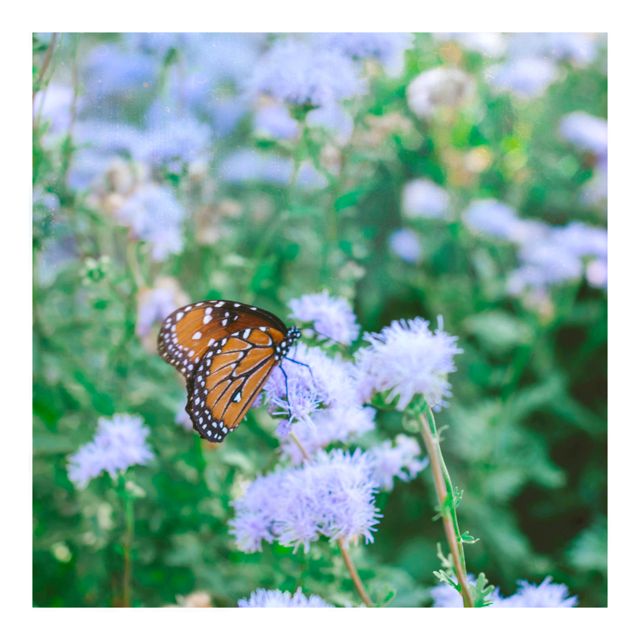 Chelsea McGough - 'Butterflies (Ambient Version)' [Ringtone]