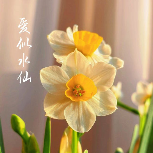 梨子芹菜 - '爱似水仙' [Ringtone]