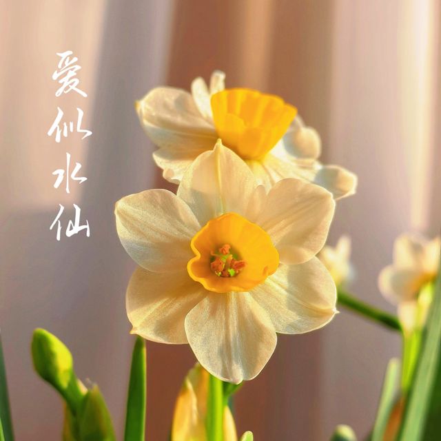 梨子芹菜 - '爱似水仙' [Ringtone]