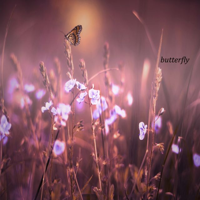 frei - 'butterfly' [Ringtone]