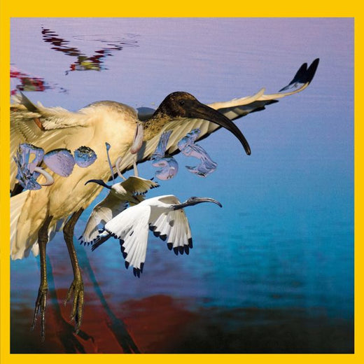 Boo Hiss - 'Bird of Conflict' [Ringtone]