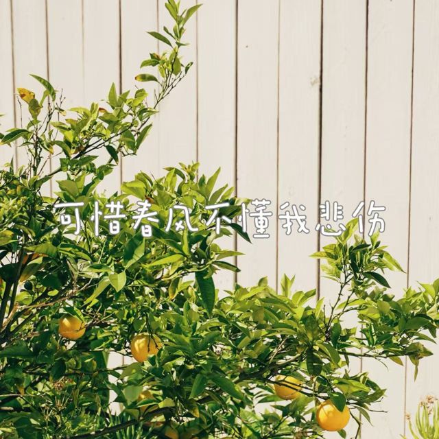 梨子芹菜 - '可惜春风不懂我伤悲' [Ringtone]