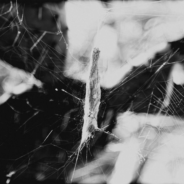 Clash of Vlooms - 'Serval' [Ringtone]