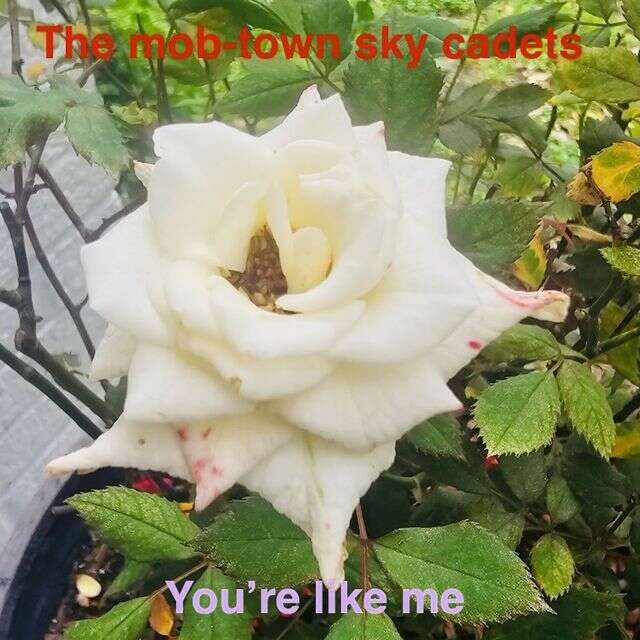 The Mob-Town Sky Cadets - 'Your Like Me' [Ringtone]