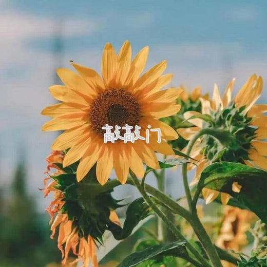 白兰滴 - '敲敲门' [Ringtone]