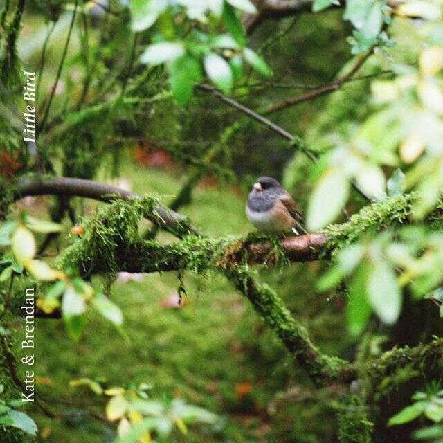 Kate - 'Little Bird (feat. Brendon, Kate Gregory, Brendan Hearn)' [Ringtone]