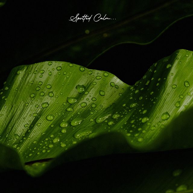 Spotted Calm - 'Pebbles' [Ringtone]