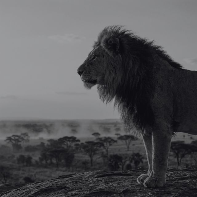 lionkora - 'Man I Need (Afro Soul) (feat. EDITKINGS)' [Ringtone]