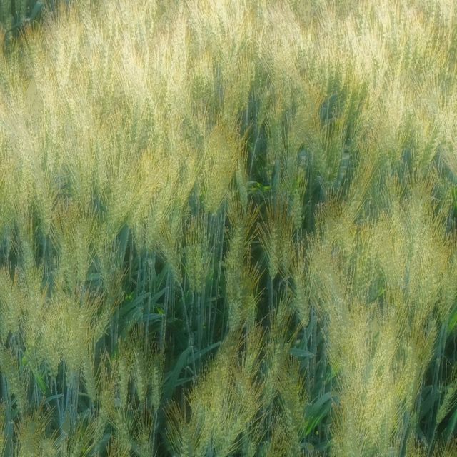 Михайлове Чудо - 'с. Морівськ' [Ringtone]