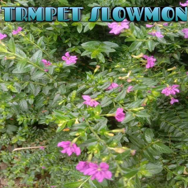 Condromusic - 'Trmpet Slowmon' [Ringtone]