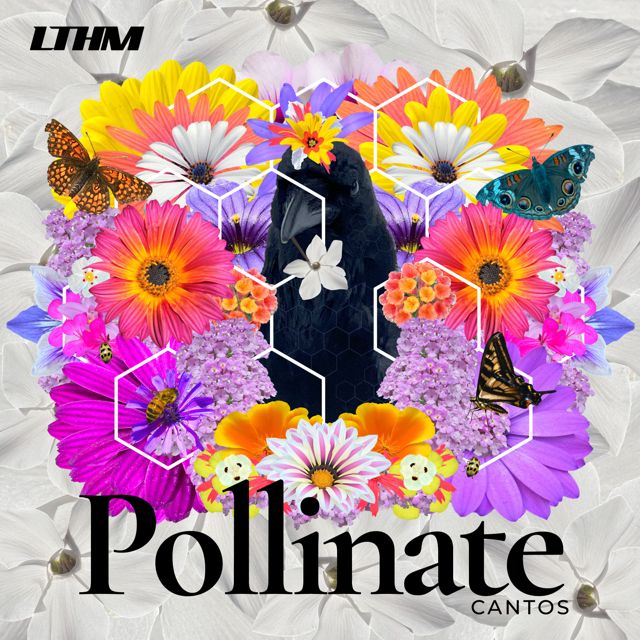 Cantos - 'Pollinate' [Ringtone]