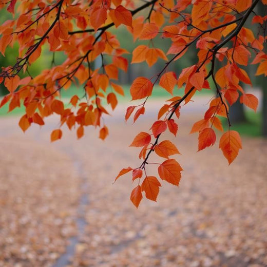 No Face Frequency - 'Autumn Moment' [Ringtone]