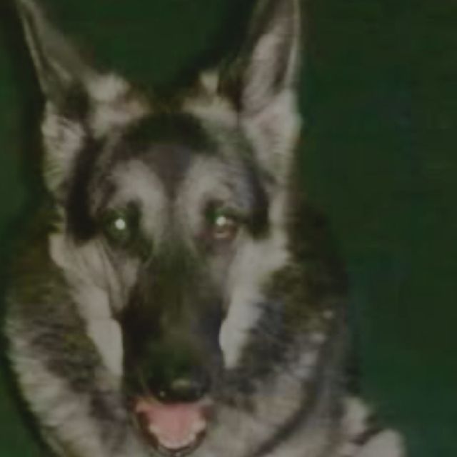 I Stared At Your Pictures For Hours - 'i’ll rot here' [Ringtone]