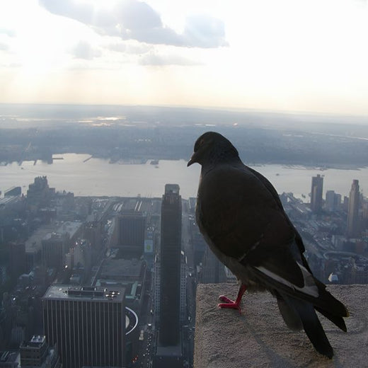 ivancaki95 - 'BLACK PIGEON' [Ringtone]