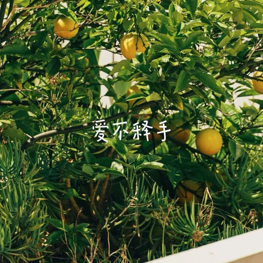 落日微笑 - '爱不释手' [Ringtone]