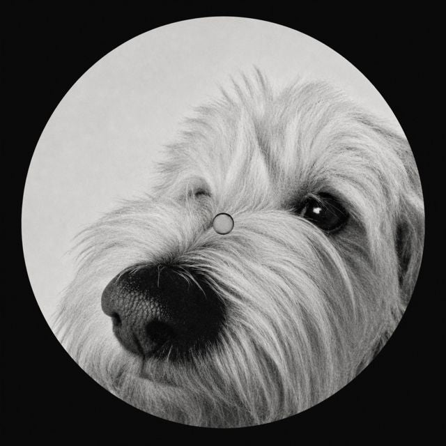 Losr - 'Grumpy kid' [Ringtone]
