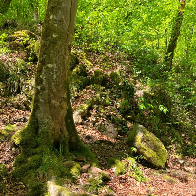Tish' - 'Where the Forest Hears the Falls' [Ringtone]