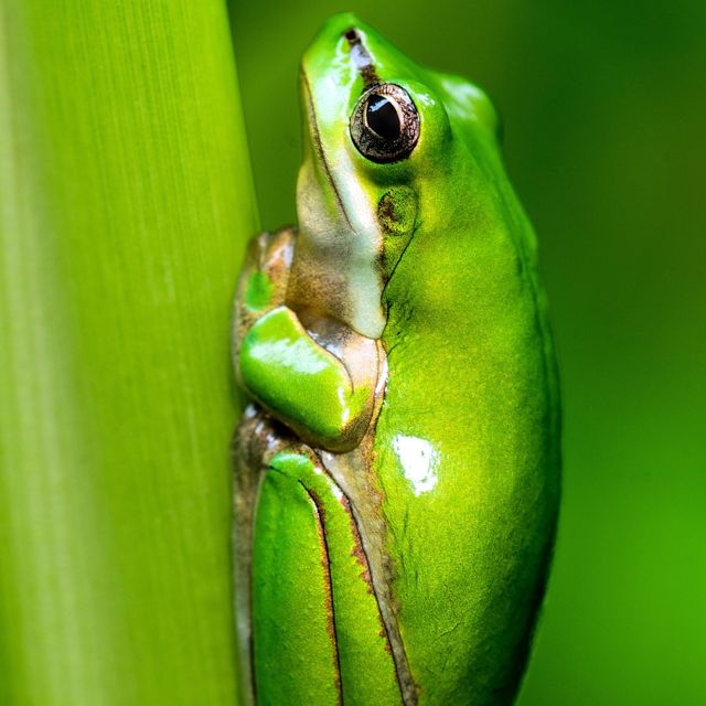 7Seven - 'She can’t control herself?' [Ringtone]