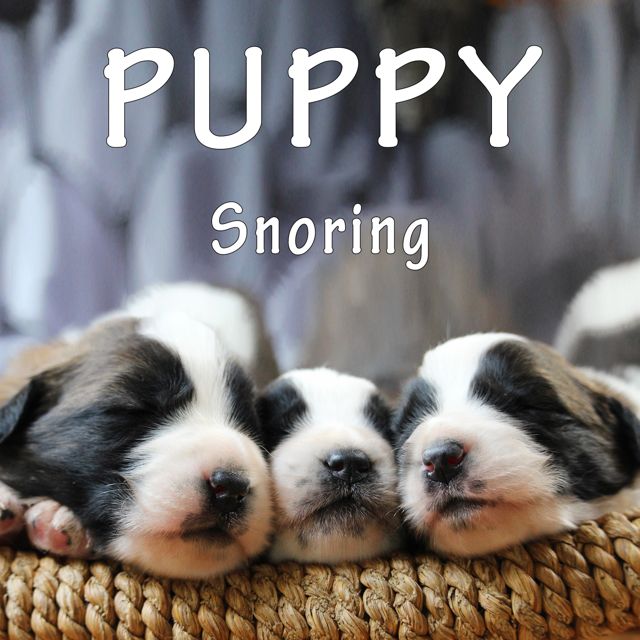 ASMR Wizard - 'Puppy Snoring' [Ringtone]