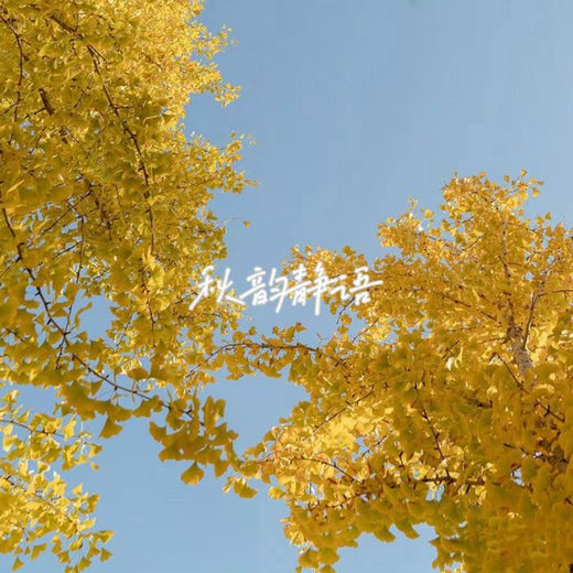 落日微笑 - '秋韵静语' [Ringtone]