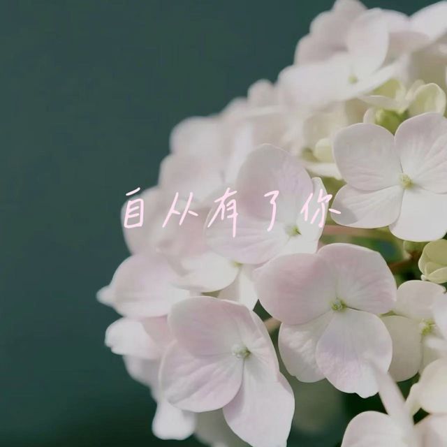 白兰滴 - '自从有了你' [Ringtone]