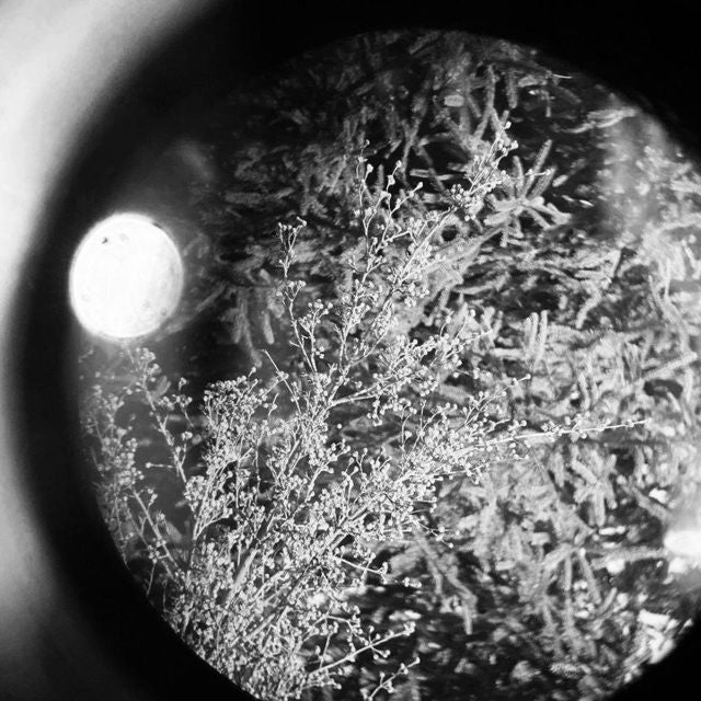Oriole Nest - 'A child' [Ringtone]