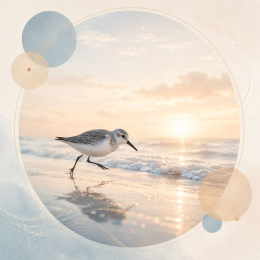 SolidNotes - 'Sandpiper Dance' [Ringtone]