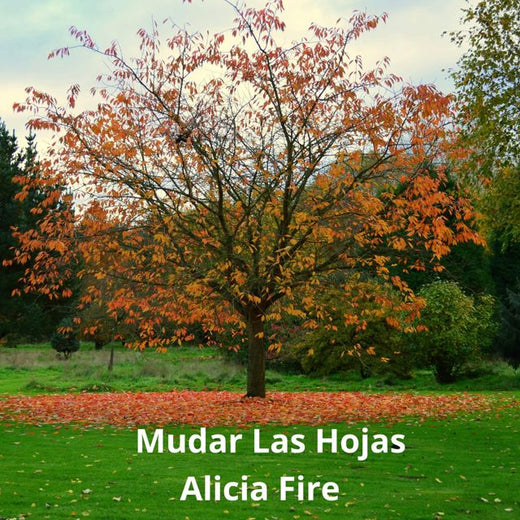 Alicia Fire - 'Mudar las Hojas' [Ringtone]