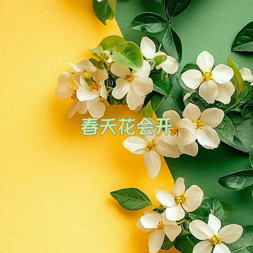 白兰滴 - '春天花会开' [Ringtone]