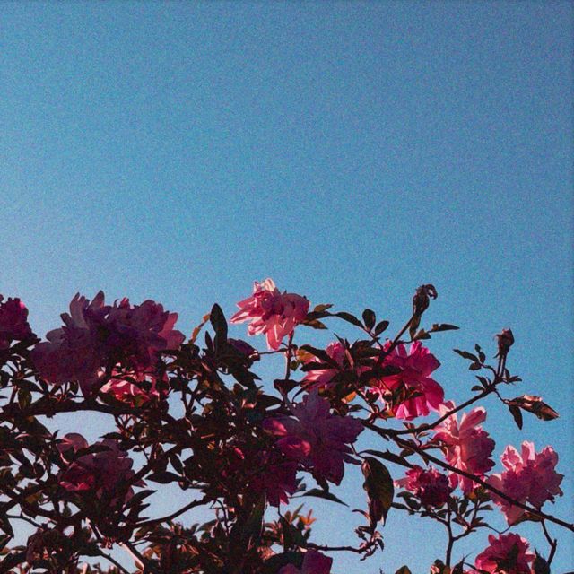 Arda Leen - 'Saorsa (feat. NEREUS)' [Ringtone]