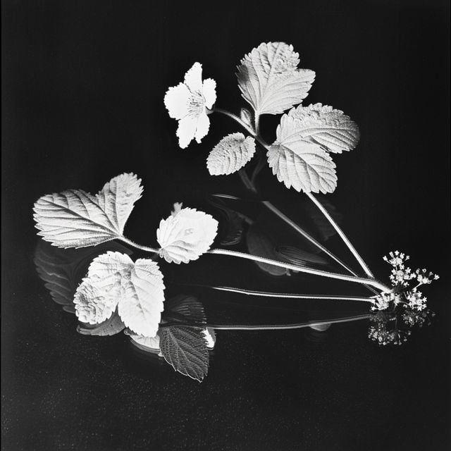 Afterlives - 'hayat cok güzel ama (Slowed)' [Ringtone]