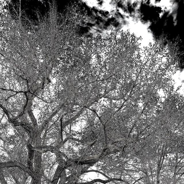 Lucid Corpse - 'Mercy' [Ringtone]