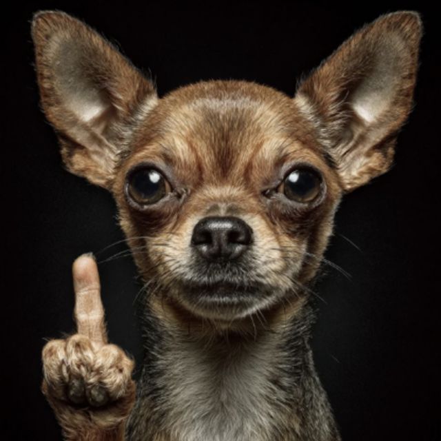 We Krazy - 'Chihuahua Flip off (bass boosted - Sped Up)' [Ringtone]