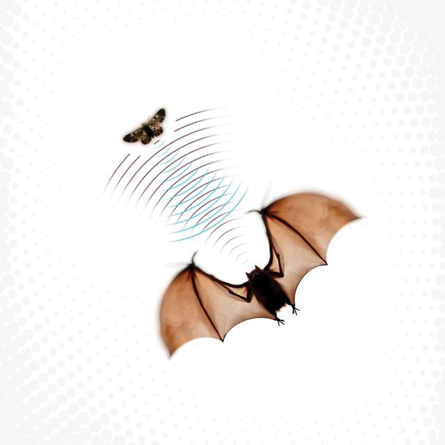 Batsauce - 'Flying in Darkness' [Ringtone]