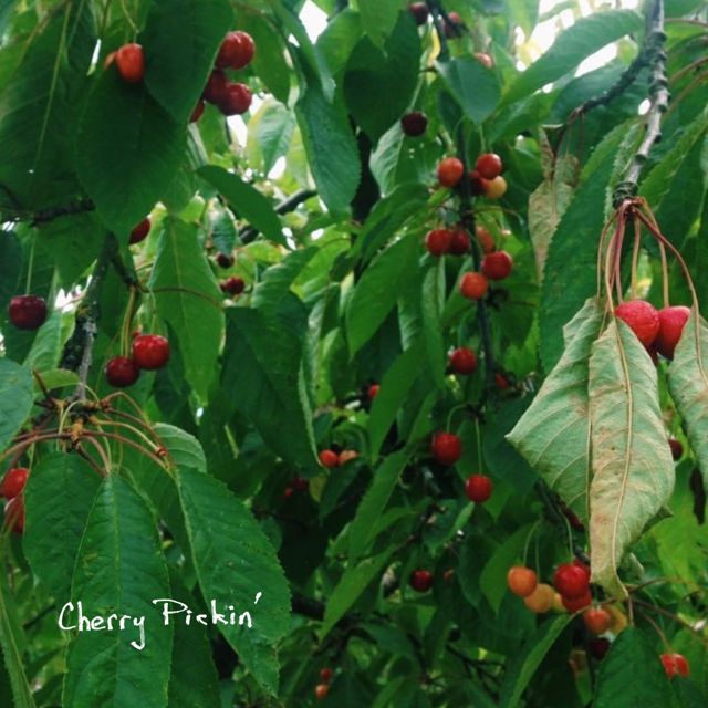 Mikey Leão - 'Cherry Pickin' [Ringtone]