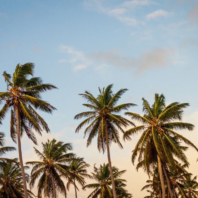 Island Light - 'Actually Romantic (Marimba)' [Ringtone]