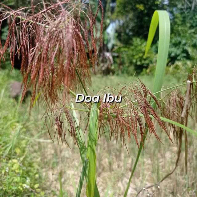 Romansah - 'Doa Ibu' [Ringtone]
