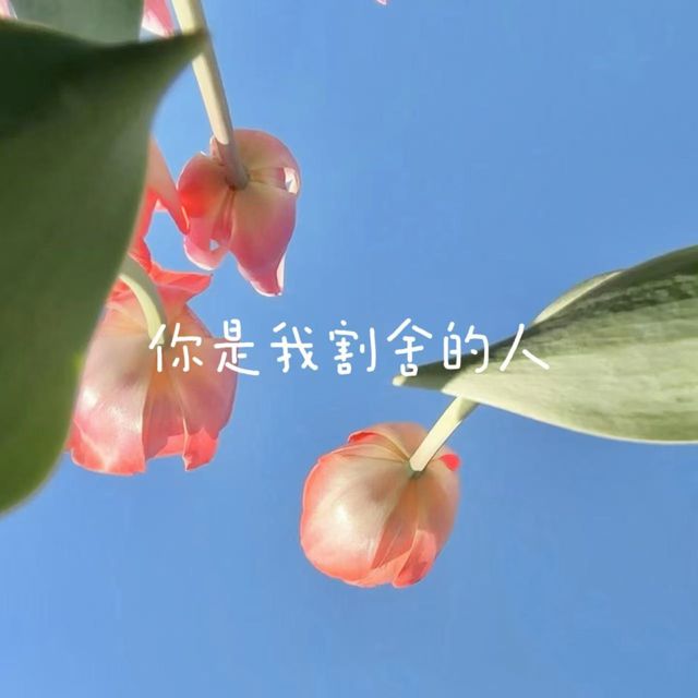 梨子芹菜 - '你是我割舍的人' [Ringtone]