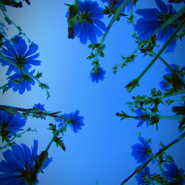 Bliss Looper - 'Clear Path' [Ringtone]