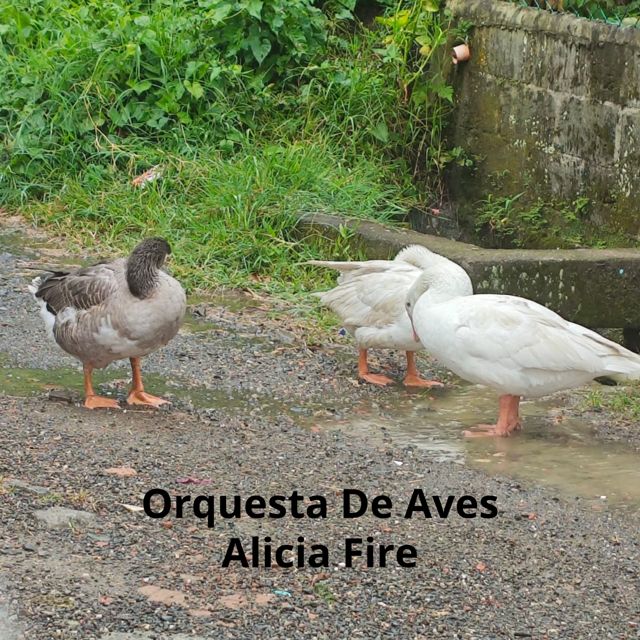 Alicia Fire - 'Salsa del Sol' [Ringtone]