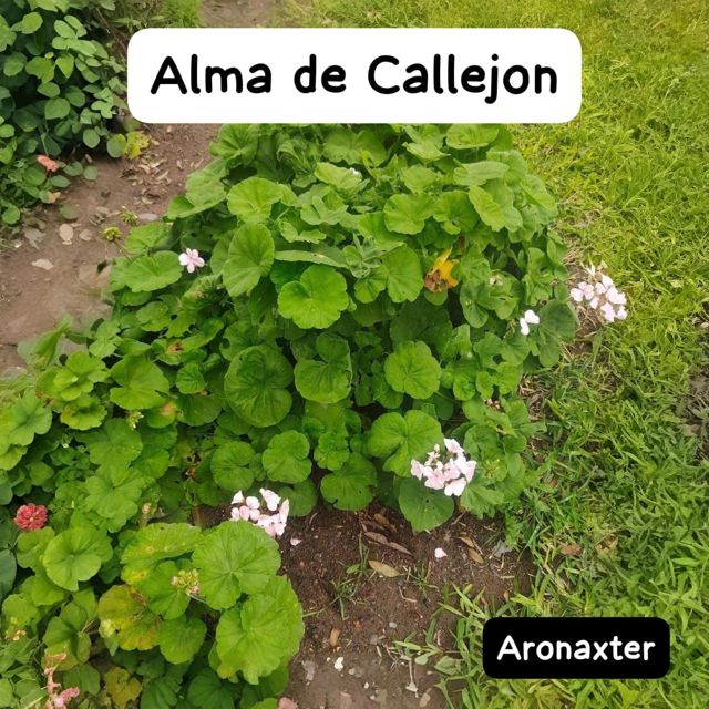Aronaxter - 'Alma de Callejon' [Ringtone]