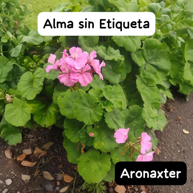 Aronaxter - 'Alma sin Etiqueta' [Ringtone]