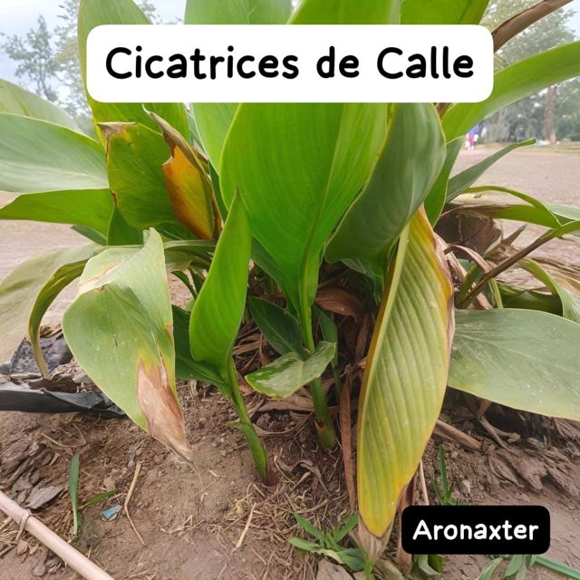 Aronaxter - 'Cicatrices de Calle' [Ringtone]