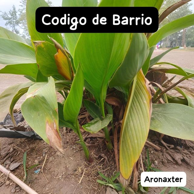 Aronaxter - 'Codigo de Barrio' [Ringtone]