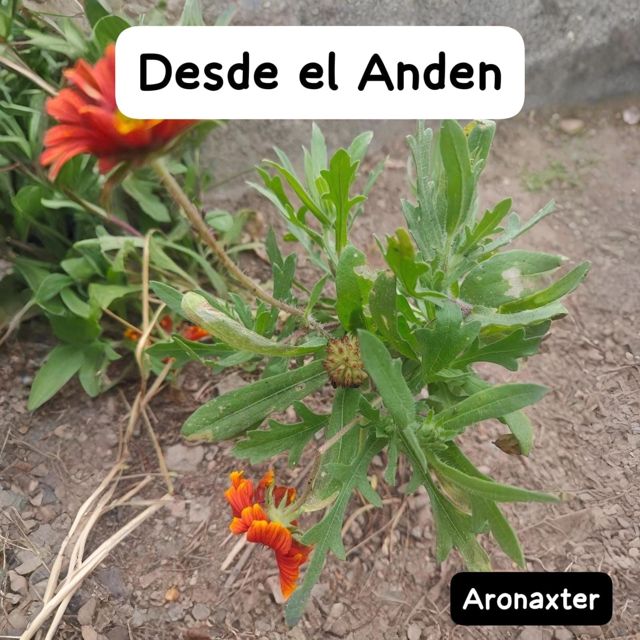 Aronaxter - 'Desde el Anden' [Ringtone]